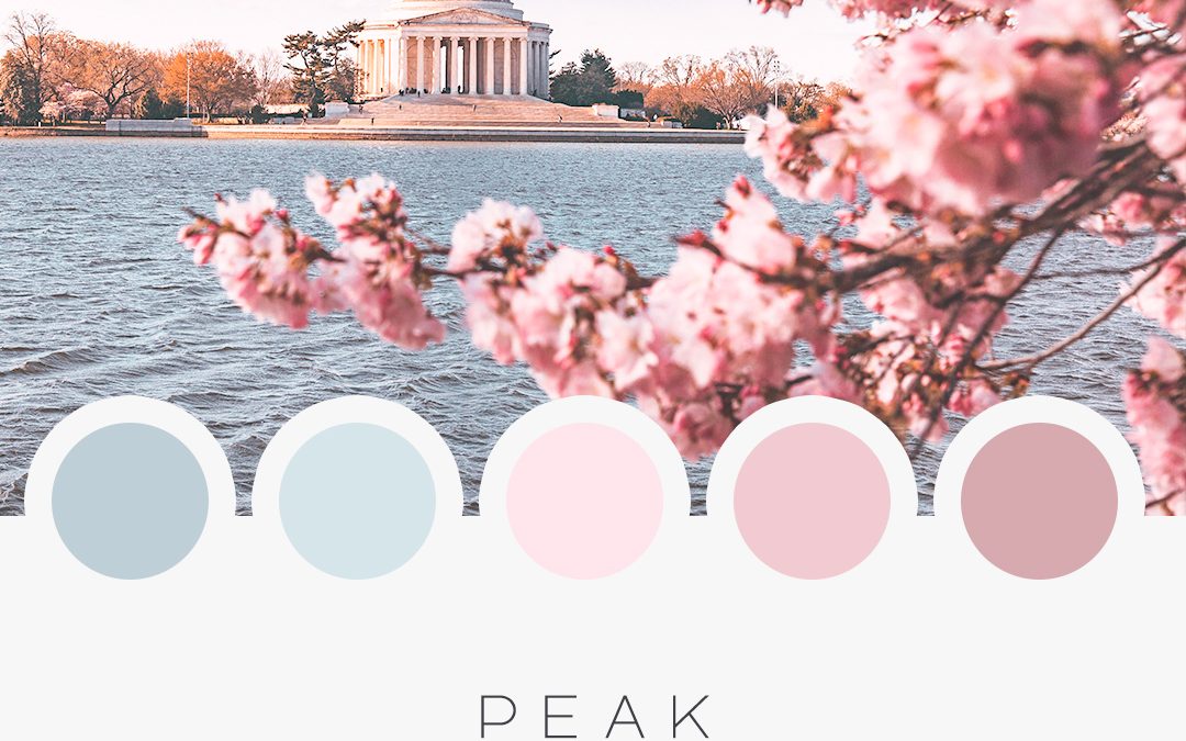 Brand Moodboard: Peak Bloom